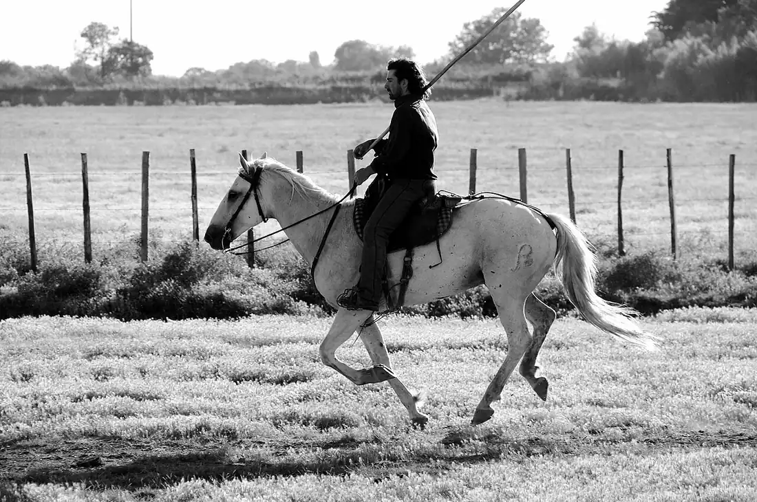 Un gardian à cheval traverse un pré clos de barbelés, photo en duotone orangé